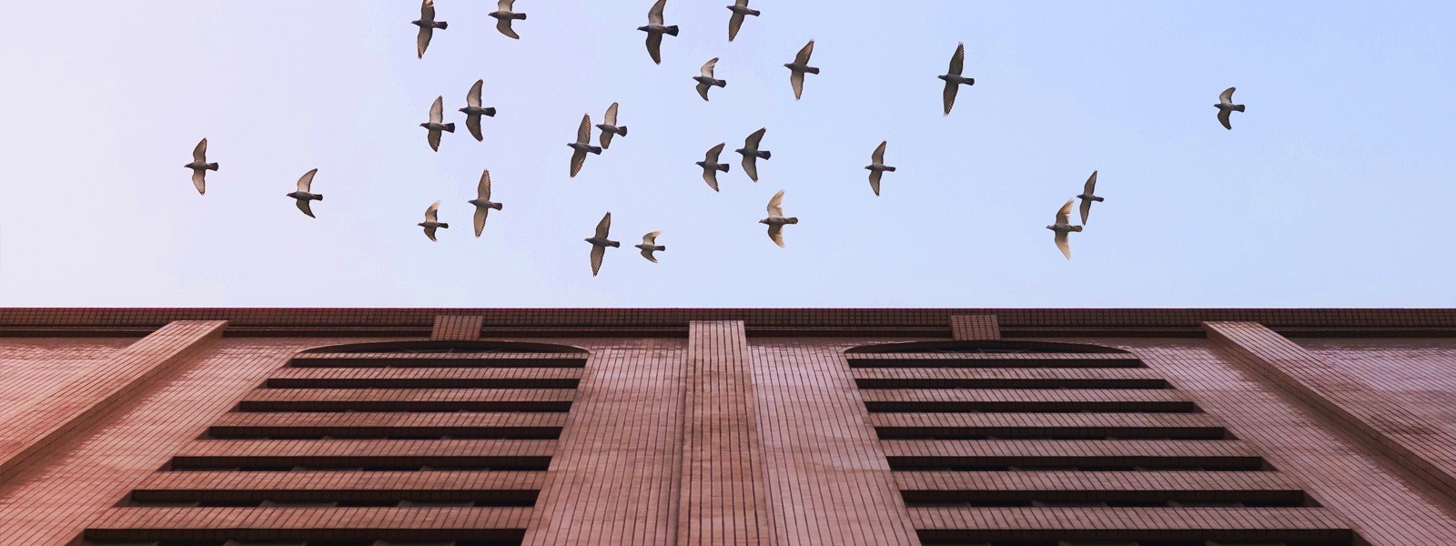 Background Image - Stock photo of birds.